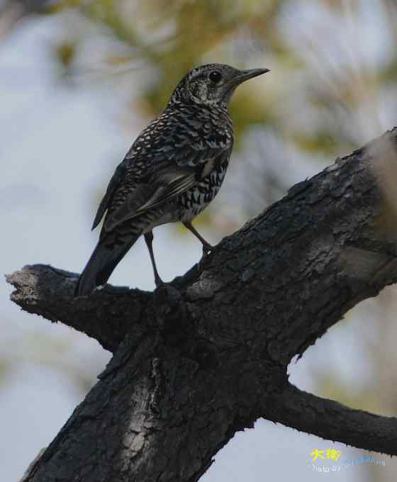 二鸫献寿：虎斑地鸫和宝兴歌鸫