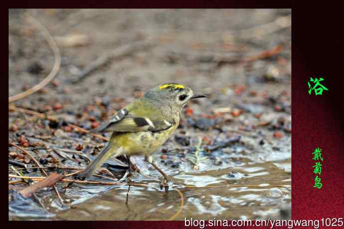 北京天坛公园的鸟类——浴（戴菊鸟）