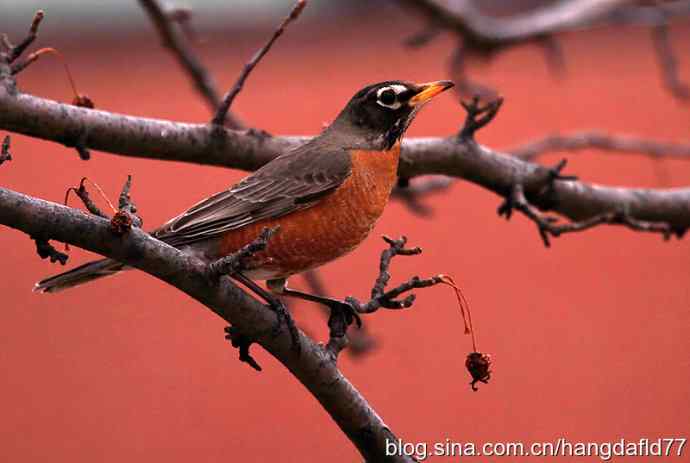 美国鸟类摄影——北美知更鸟（2）