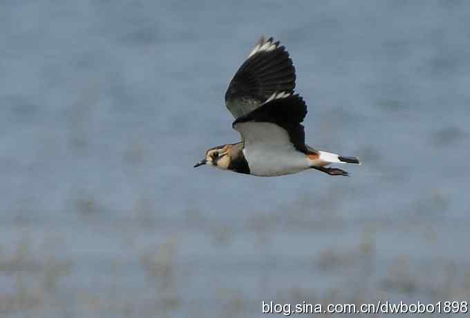 飞翔的凤头麦鸡