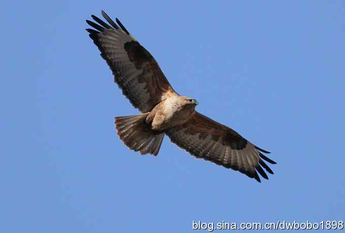 秃鹫和十渡的几只大鸟