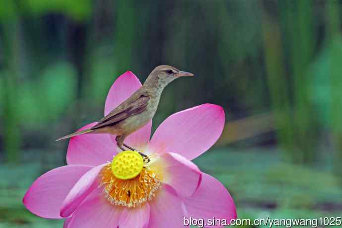 东方大苇莺与荷花（9）