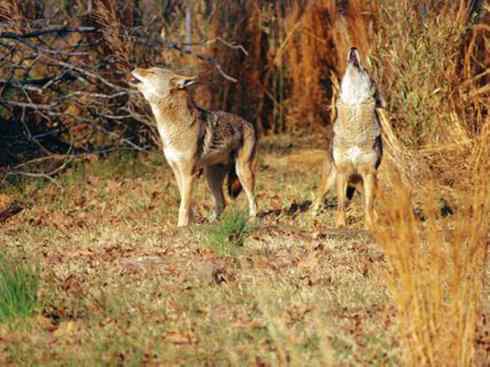 犬科:犬亚科犬属之郊狼、红狼 犬科:犬亚科犬属之郊狼、红狼