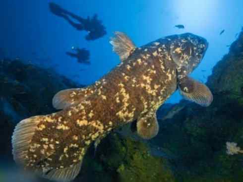 鱼类活化石：矛尾鱼