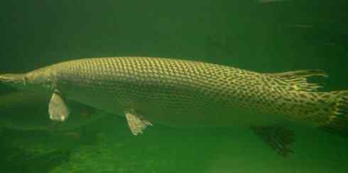 鱼类活化石:鳄雀鳝 鱼类活化石:鳄雀鳝