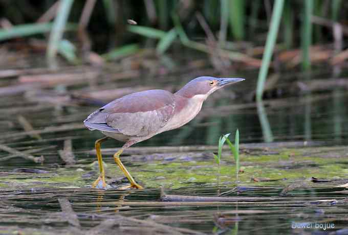 植物园:紫背.白眉和绿啄 植物园:紫背.白眉和绿啄