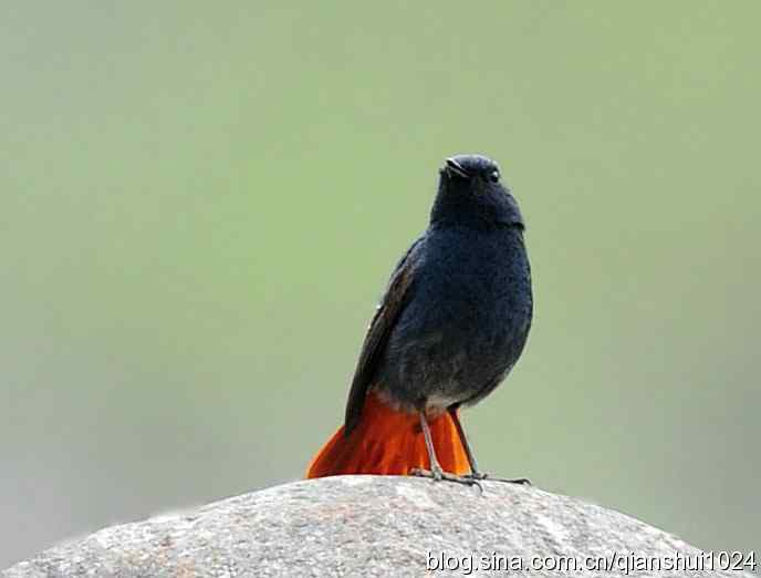 它可真能叫.十渡的红尾水鸲GG 它可真能叫.十渡的红尾水鸲GG