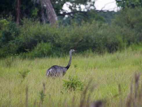 家禽驯化之源之十二