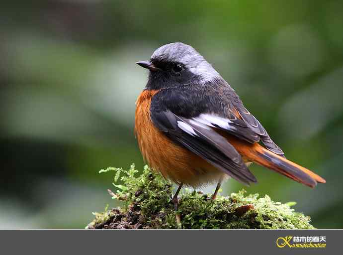 近拍“北红尾鸲”【实拍】