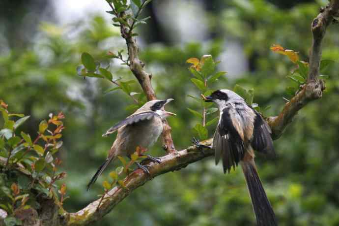 206.小伯劳成长记（2）雨中喂食