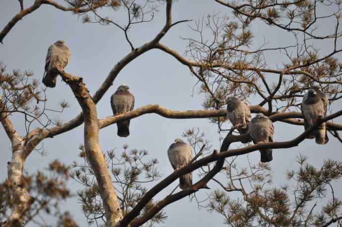 鸽子的期待（腊八）
