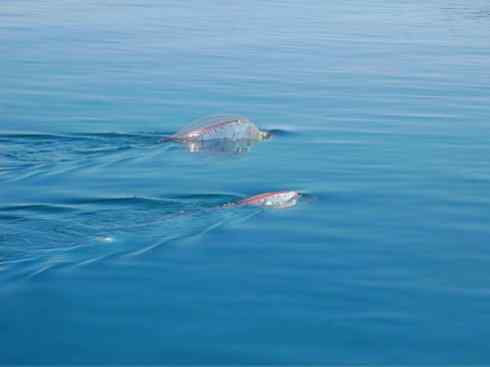 龙:传说的兽原型探秘(鲤鱼) 龙:传说的兽原型探秘(鲤鱼)