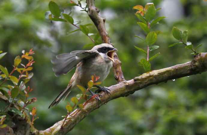 206.小伯劳成长记（2）雨中喂食