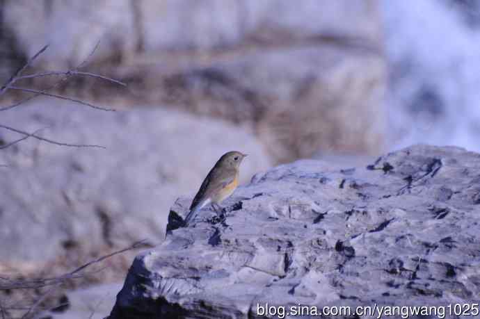 变焦(70-300)拍鸟儿【原版片】 变焦(70-300)拍鸟儿【原版片】