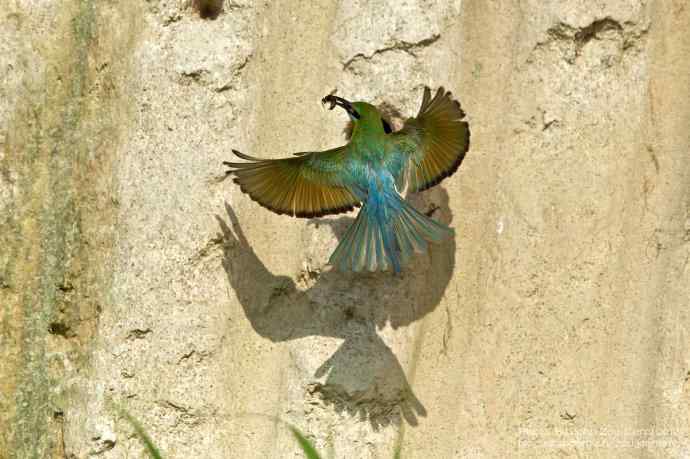 栗喉蜂虎嘴里的昆虫