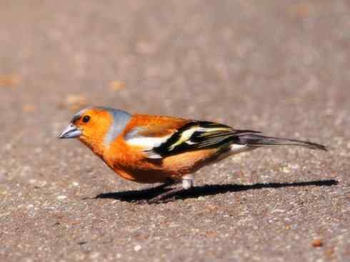 家禽驯化之源之三十二 家禽驯化之源之三十二