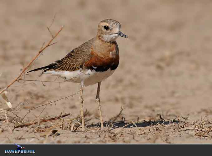 东方鸻小憩野鸭湖