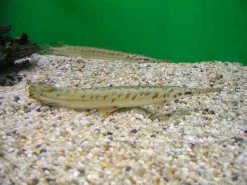 鱼类活化石:鳄雀鳝 鱼类活化石:鳄雀鳝