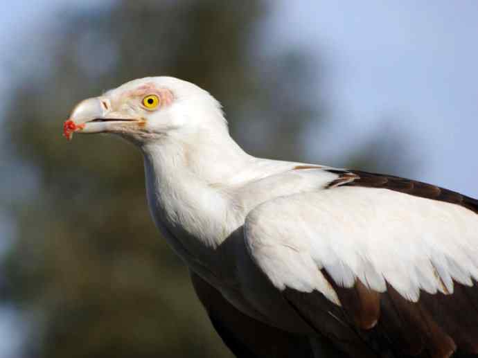 犬科：犬亚科鬃狼属的鬃狼