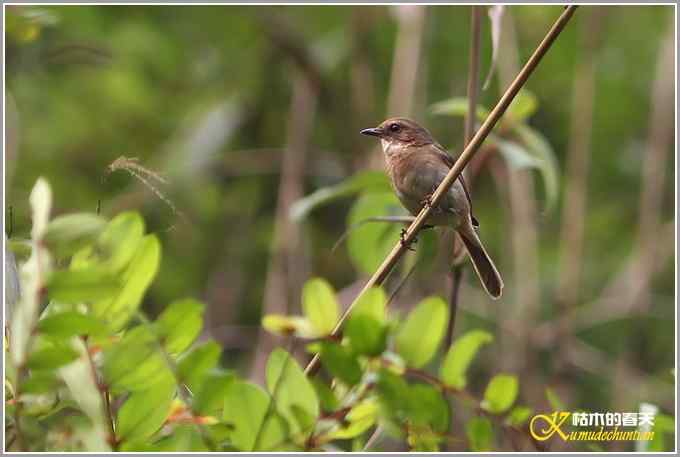 夏天的几只鸟【照片】