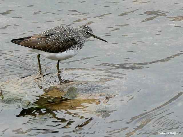 十渡的鸟儿看过来