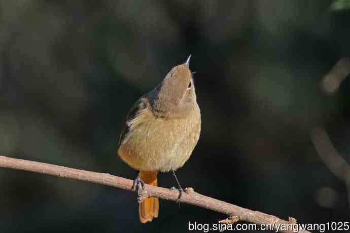 雌性北红尾鸲（3）