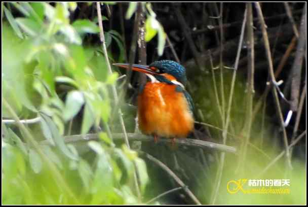 拍鈥湸淠疋澕恰菊掌