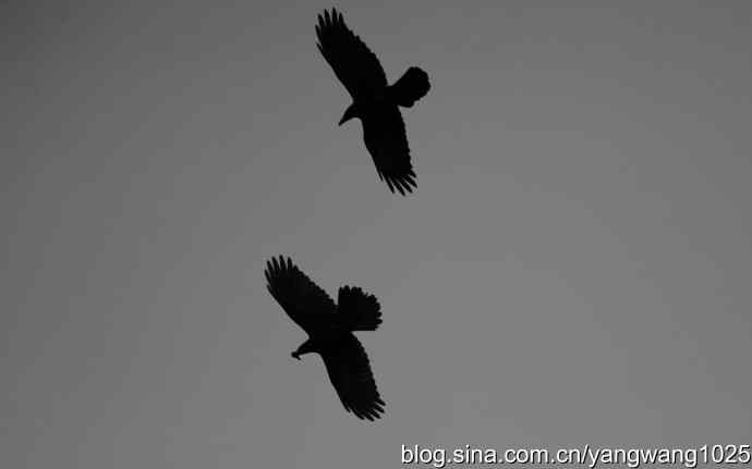 剪纸(空中的战斗) 剪纸(空中的战斗)