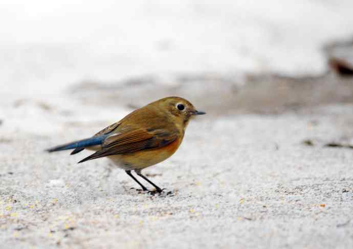 相逢在小雪中 相逢在小雪中