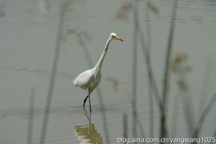 奥林匹克公园白鹭飞 wbr4