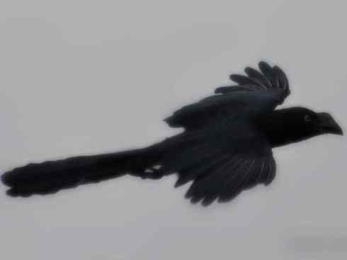 奇特的盔:大犀鹃 奇特的盔:大犀鹃