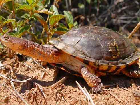 玄武：传说的兽原型探秘（玛塔龟）