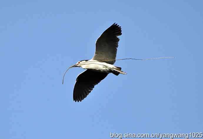 飞(夜鹭)17 飞(夜鹭)17