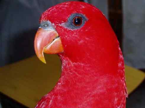 极品红色鸟类：红色吸蜜鹦鹉
