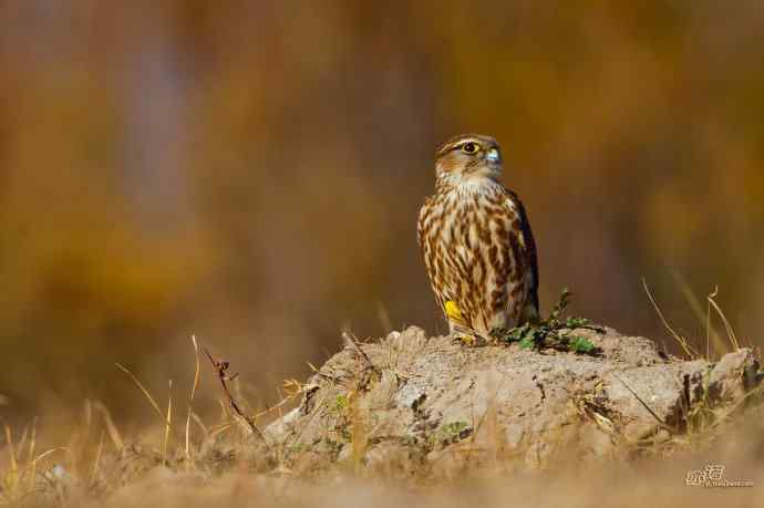 【野鸭湖的鸟】灰背隼 【野鸭湖的鸟】灰背隼