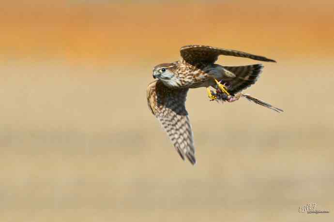 【野鸭湖的鸟】灰背隼 【野鸭湖的鸟】灰背隼