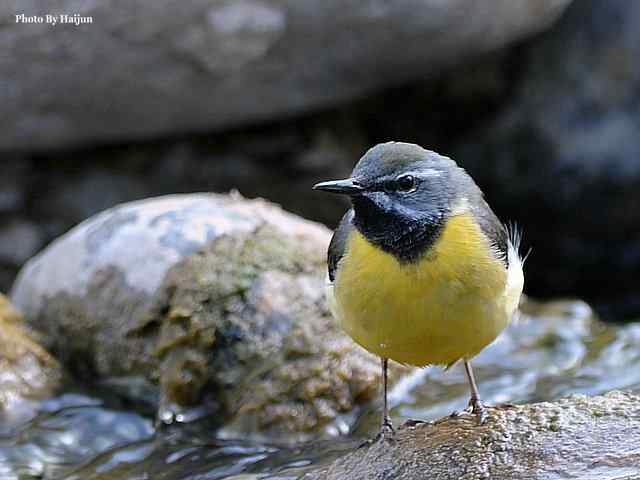 房山十渡(灰鹡鸰) 房山十渡(灰鹡鸰)