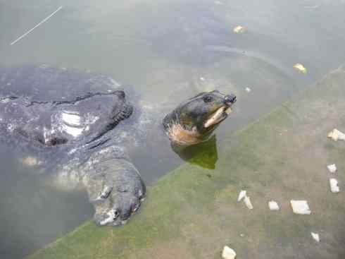 玄武：传说的兽原型探秘（鳖）