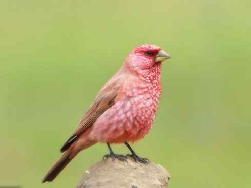 极品红色鸟类：酒红朱雀