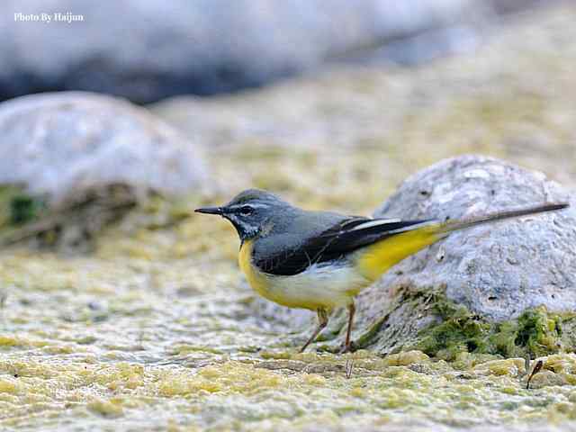 房山十渡(灰鹡鸰) 房山十渡(灰鹡鸰)