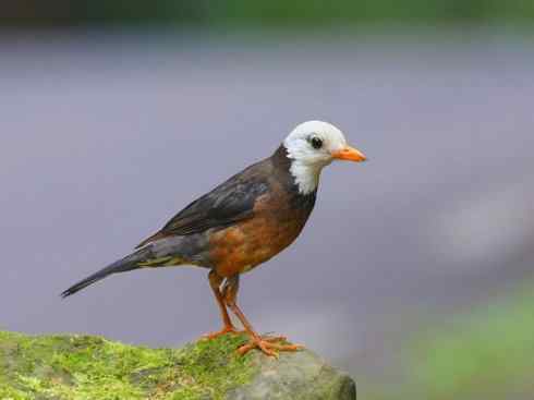 白头鸟系列:另类的美丽（岛鸫）