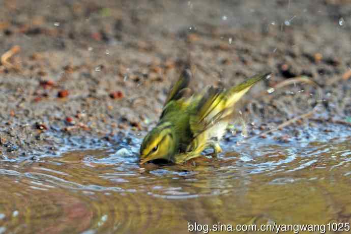 黄腰柳莺（17）