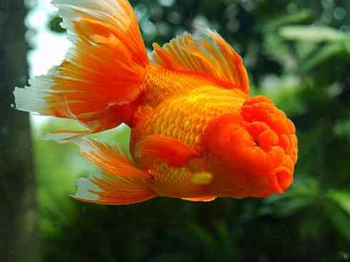 龙:传说的兽原型探秘(鲤鱼) 龙:传说的兽原型探秘(鲤鱼)