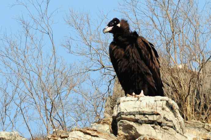 小鬼难缠 鹰雄气短☆