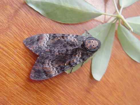 十大喜食蜂蜜动物:鬼脸天蛾 十大喜食蜂蜜动物:鬼脸天蛾