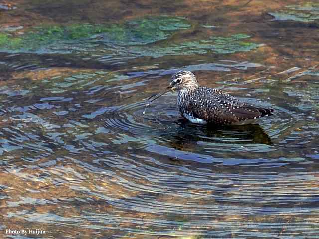 十渡的鸟儿看过来
