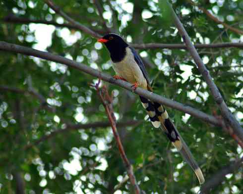 红嘴蓝鹊（组图，9张图片）