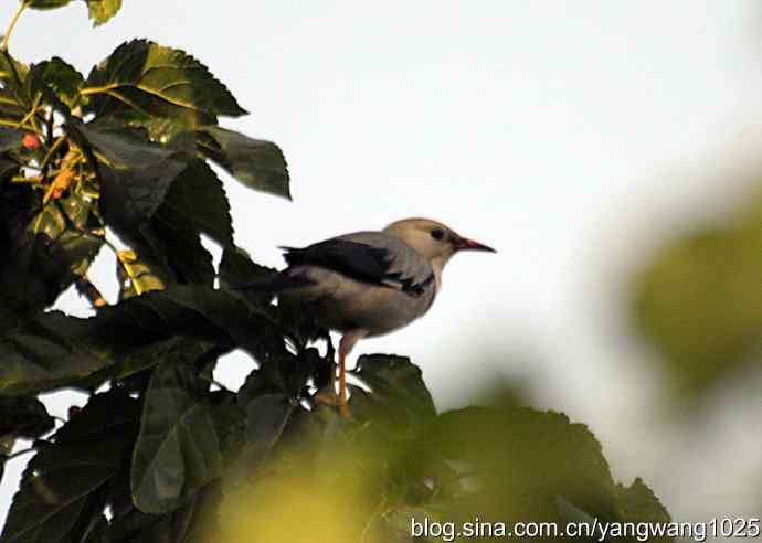 桑树上的北椋鸟、丝光椋鸟 桑树上的北椋鸟、丝光椋鸟