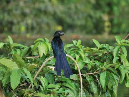 奇特的盔：大犀鹃