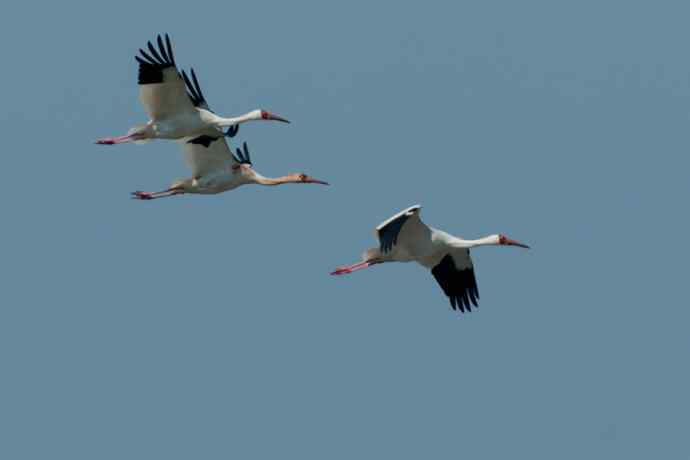 【新鸟】暮春观白鹤☆